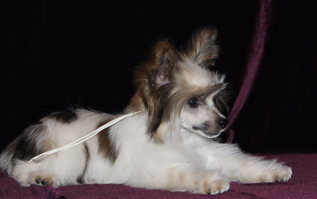 Dark Horse iz Diamond Sity