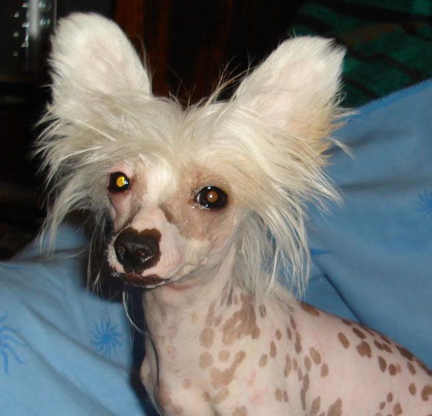 Paola Polevaya Pitunya