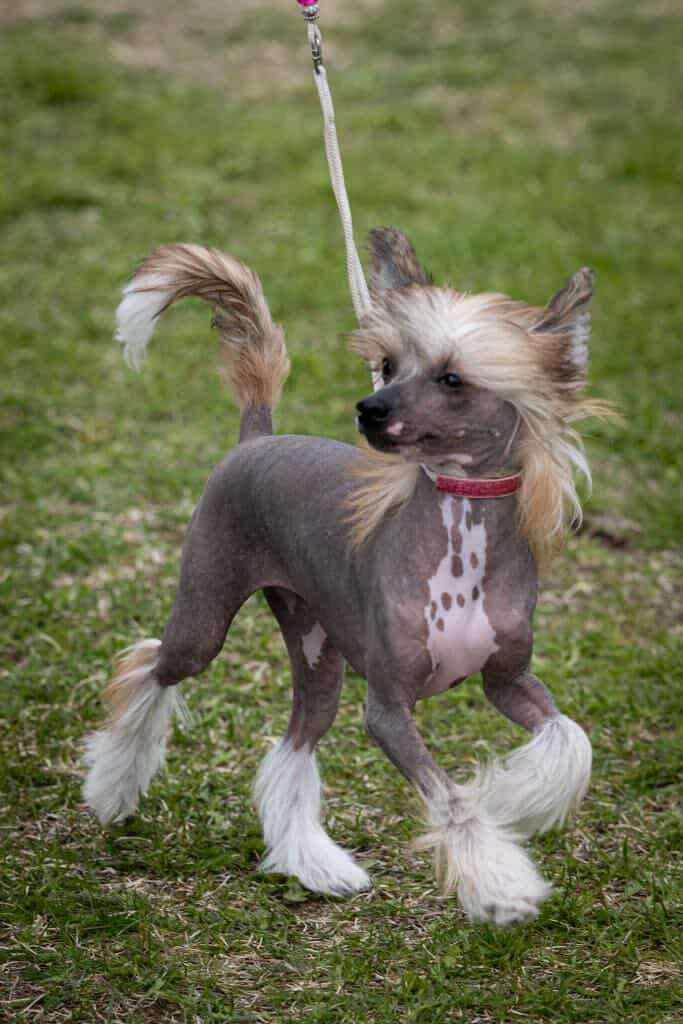 Naked Stars Haute And Fabulous Darling