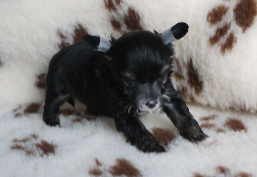 Blitzen Little Charmings