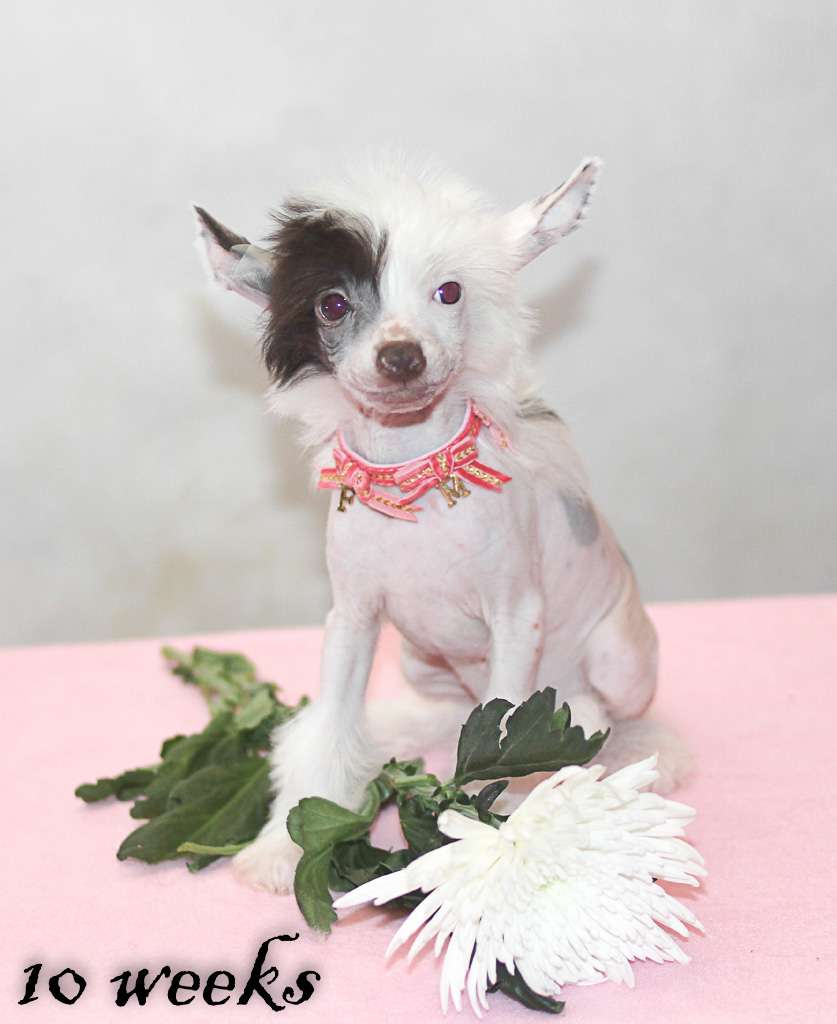 Vernisazh Mari Amazonka