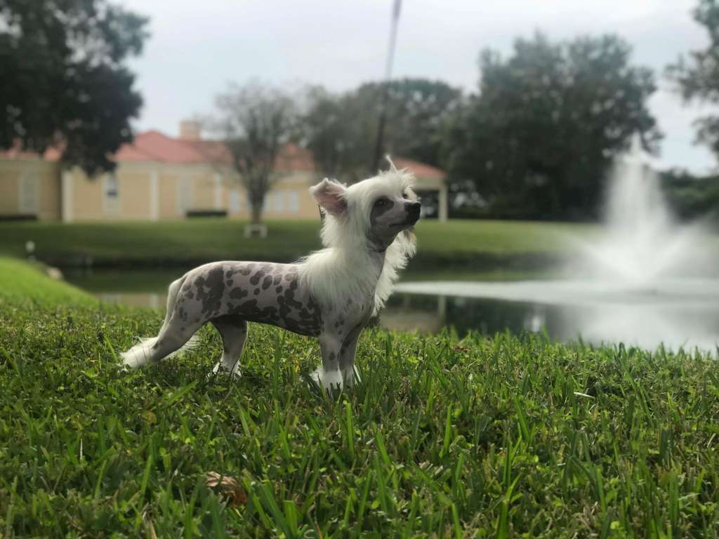 Hello Dolly Winning Smile