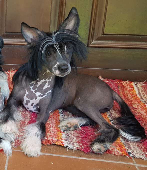 Coffee Bean Avokaduh