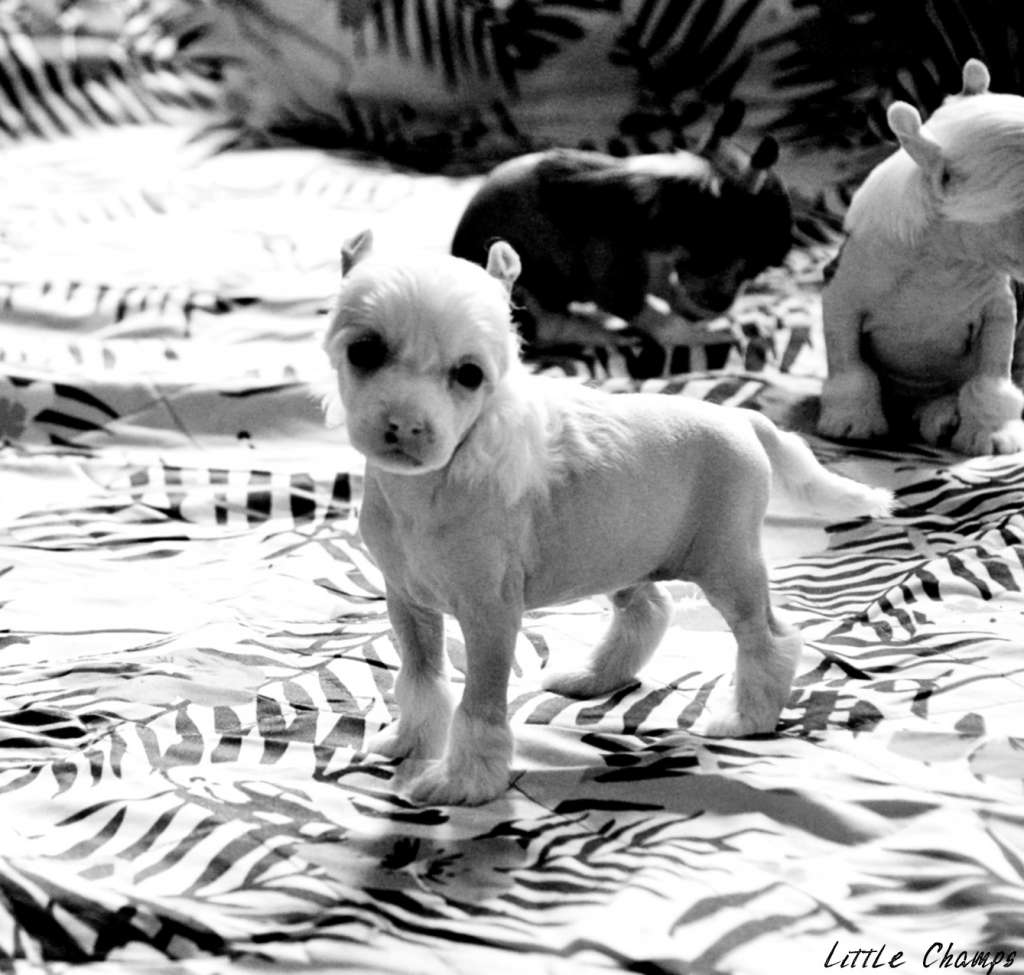 Vangelis Little Champs