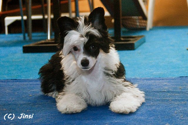 Hundred Acres Gypsy Princess