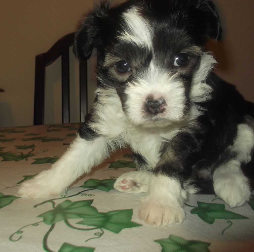 Salmoncrest Touch Of Class