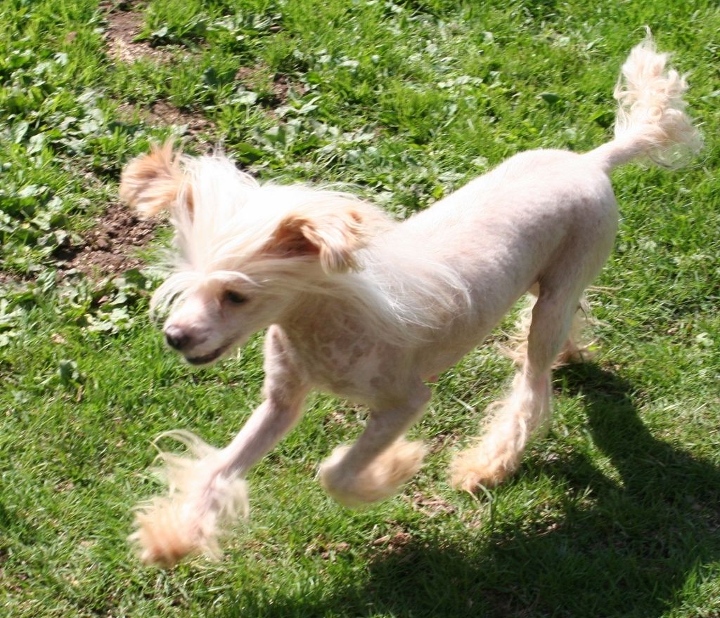 Jhanchi's Silver Lady 