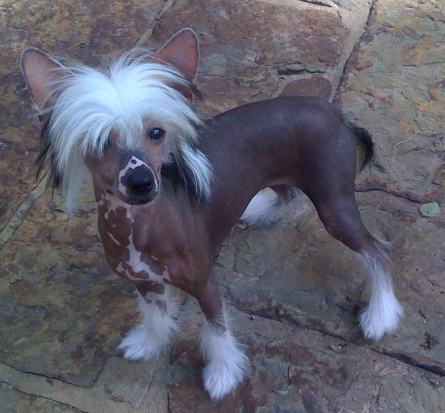 Hi-Life Sirius Zen-Sations