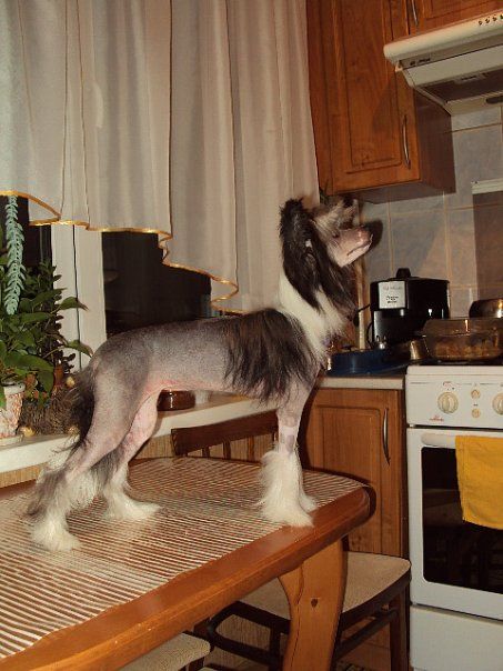 Alvine Band Violetta Dolche Vita