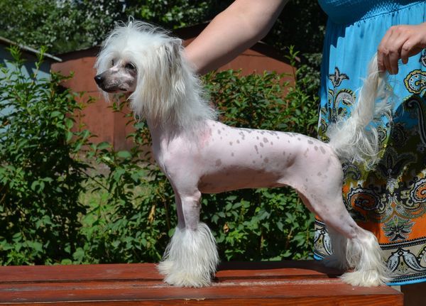 Ni Perom Opisat ot Volnogo Psa