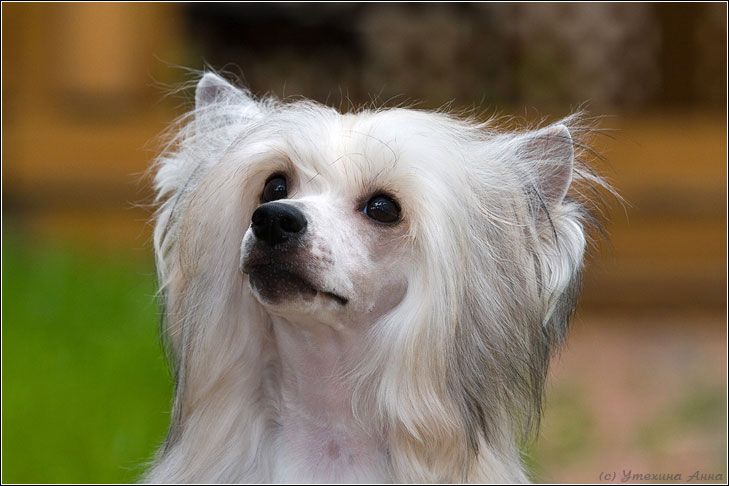 Dogland Happy Florida