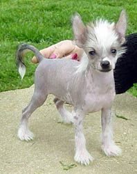 Oriental Jokes Viva Ialou