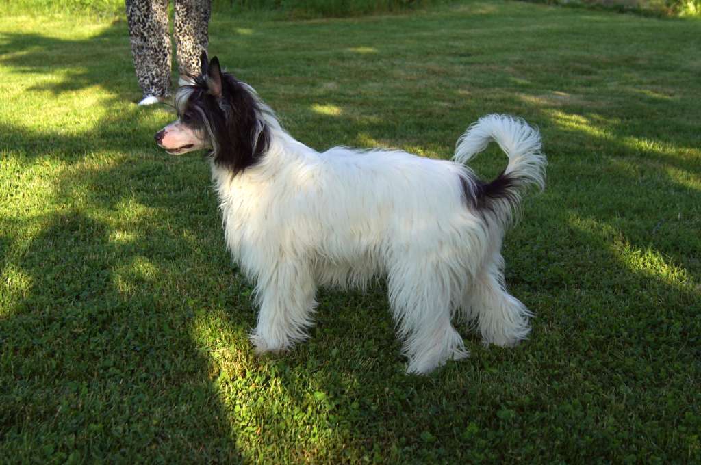 Joko King of Diamonds