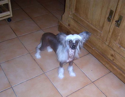 Zucci Here Comes Trouble