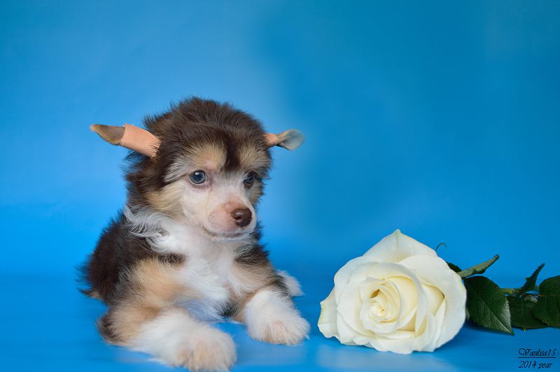 Respect Rock and Roll