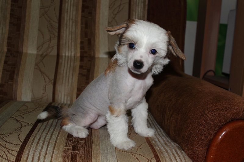 Stil ot Valeri Angelina