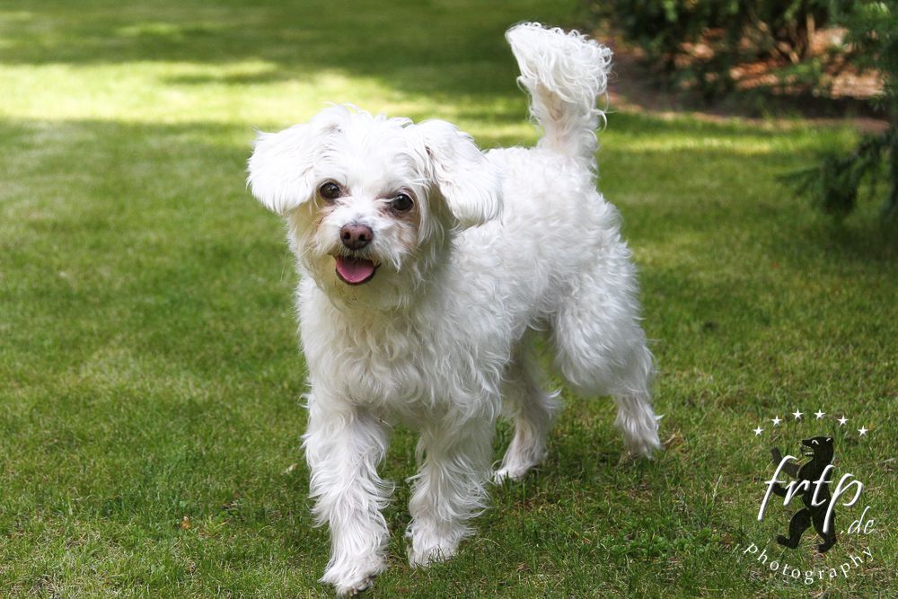 Koncorde Commander von Shinbashi