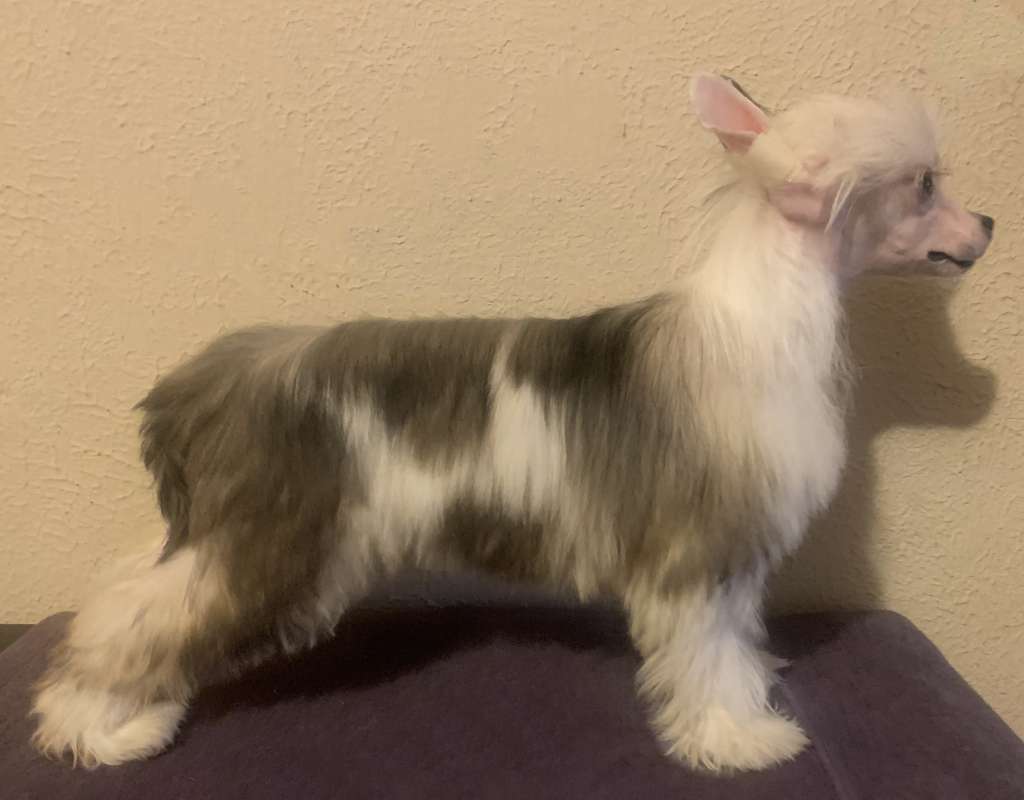 deBahTrio-Spiritual Pumped Up Kicks