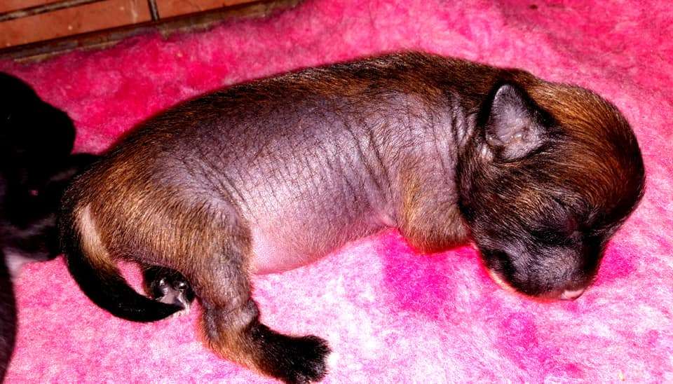 Extravaganza de Fageiro