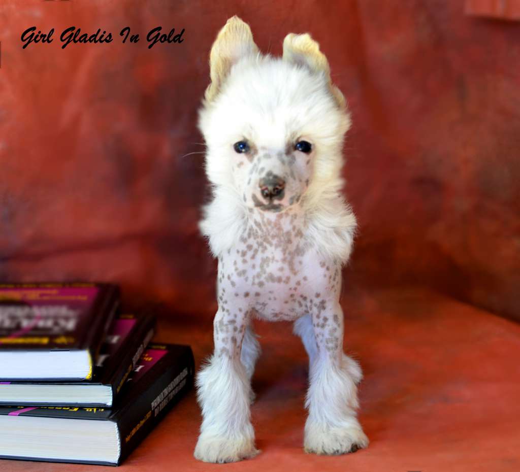 Legion Of Dream Girl Gladis In Gold