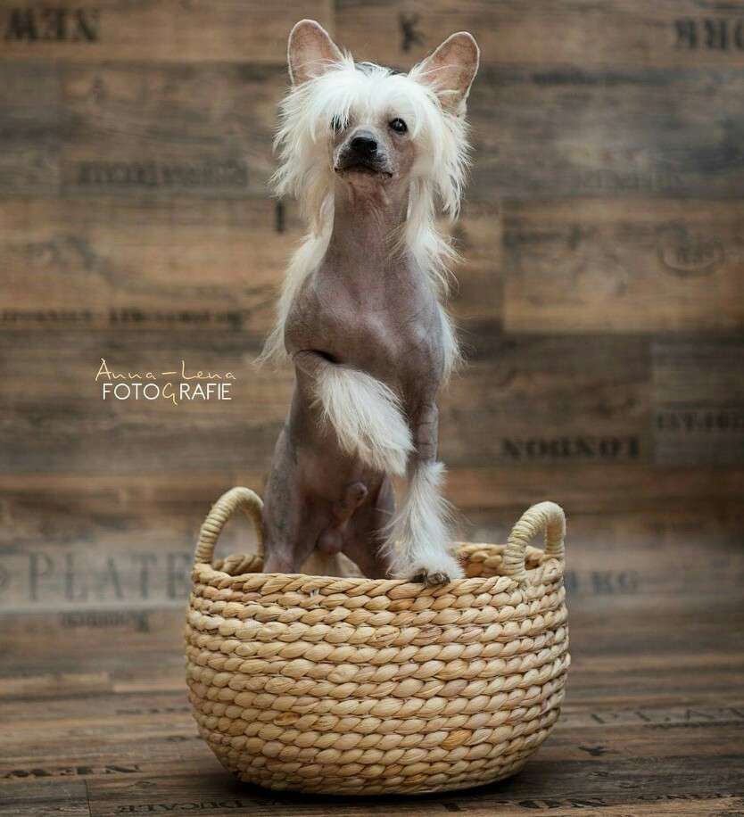 Little Rehma's Dream of Eljot