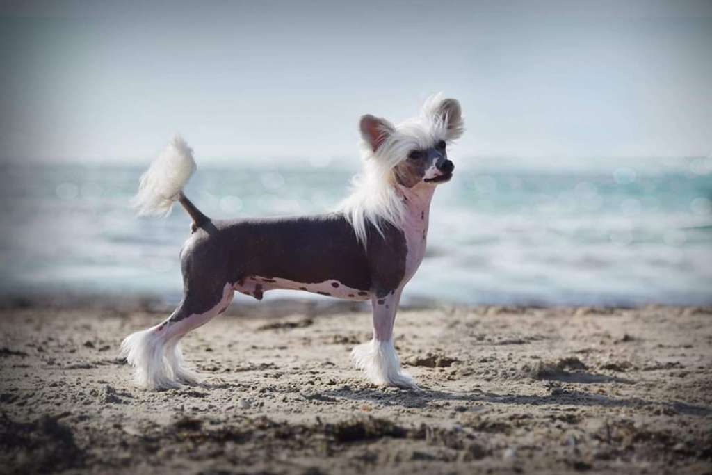 Miakoda's Psycho Circus