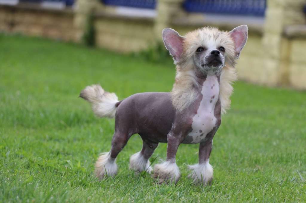 Jupiter Rising Princes de la Roses