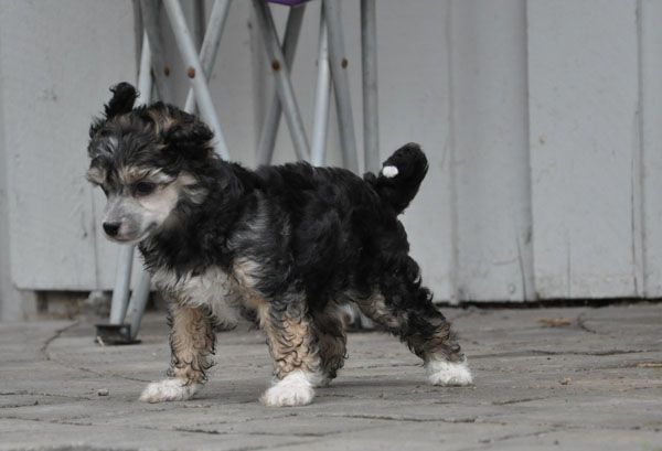 K9Madness Gatekeeper Gimli