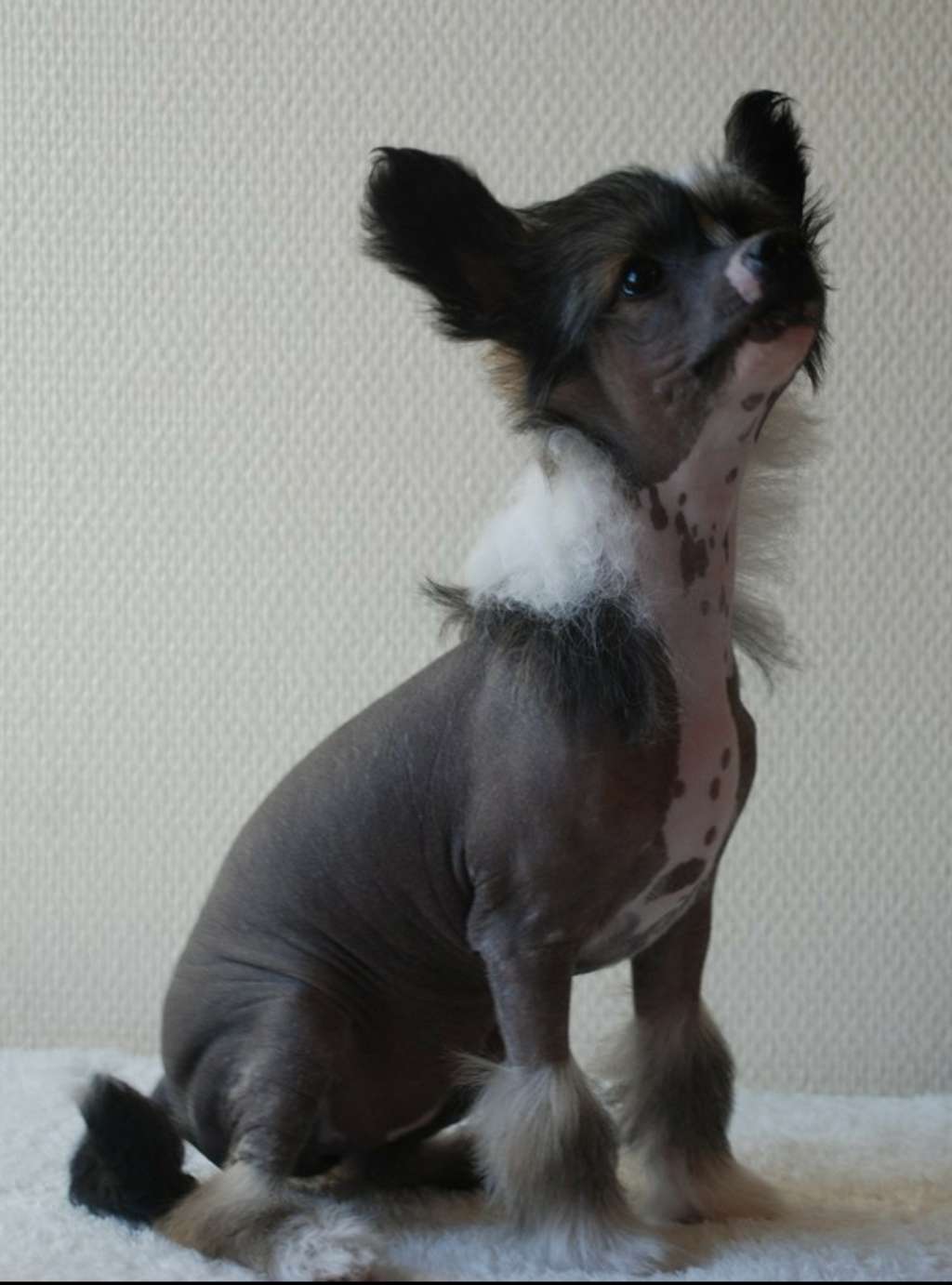 Crested Vixen's Muse