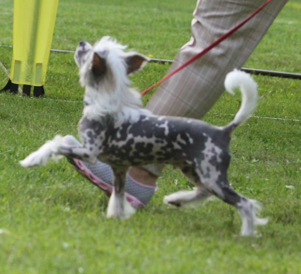 Show Galaktika Boombshel