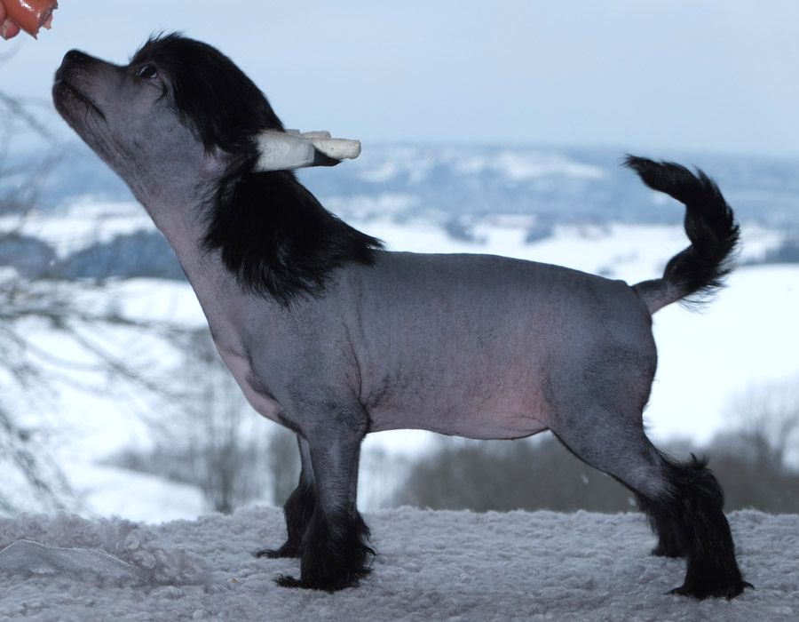 Sunstreaker Flames of Fire