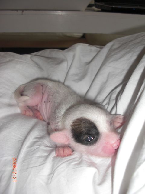 Divandior Dacapo Vegas