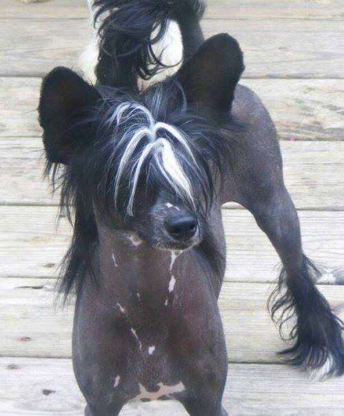 Bayshore's American Flyer