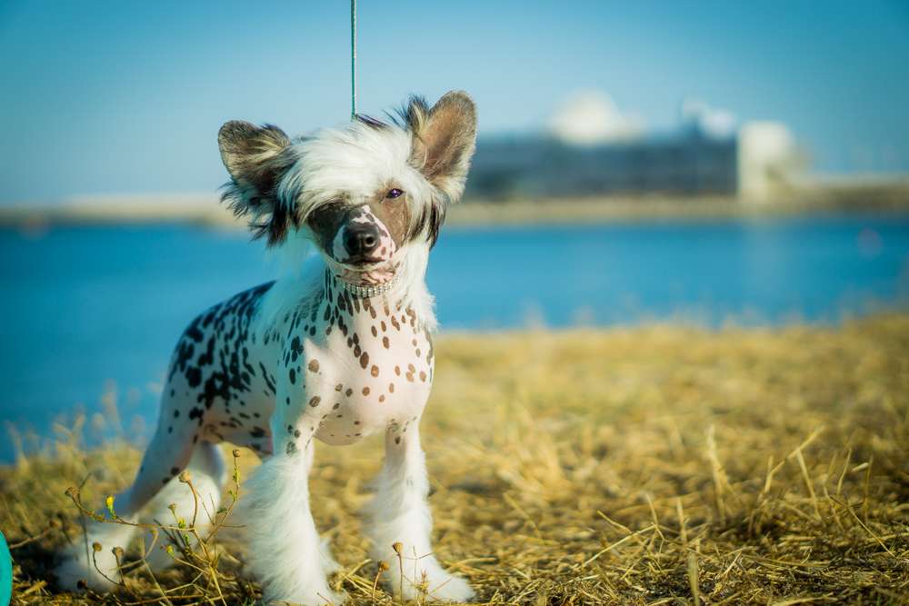 Truhan de Tropic Land