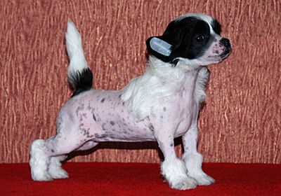 Alvine Band Givenchy Amarige