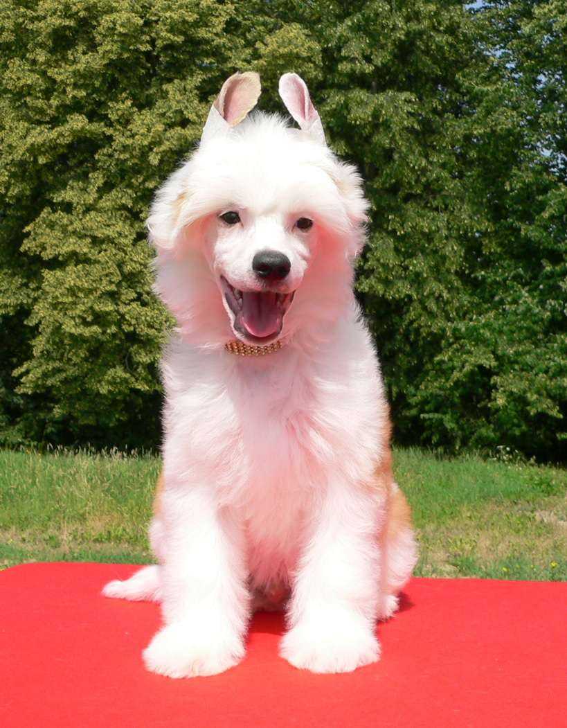 Cardinal Crystal Ice