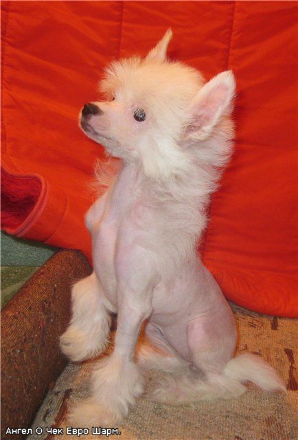 Angel O' Check Euro Sharm.