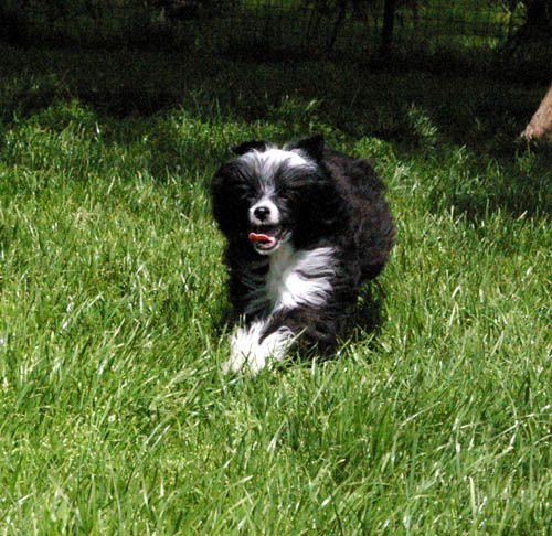 Oriental Jokes El Ninja