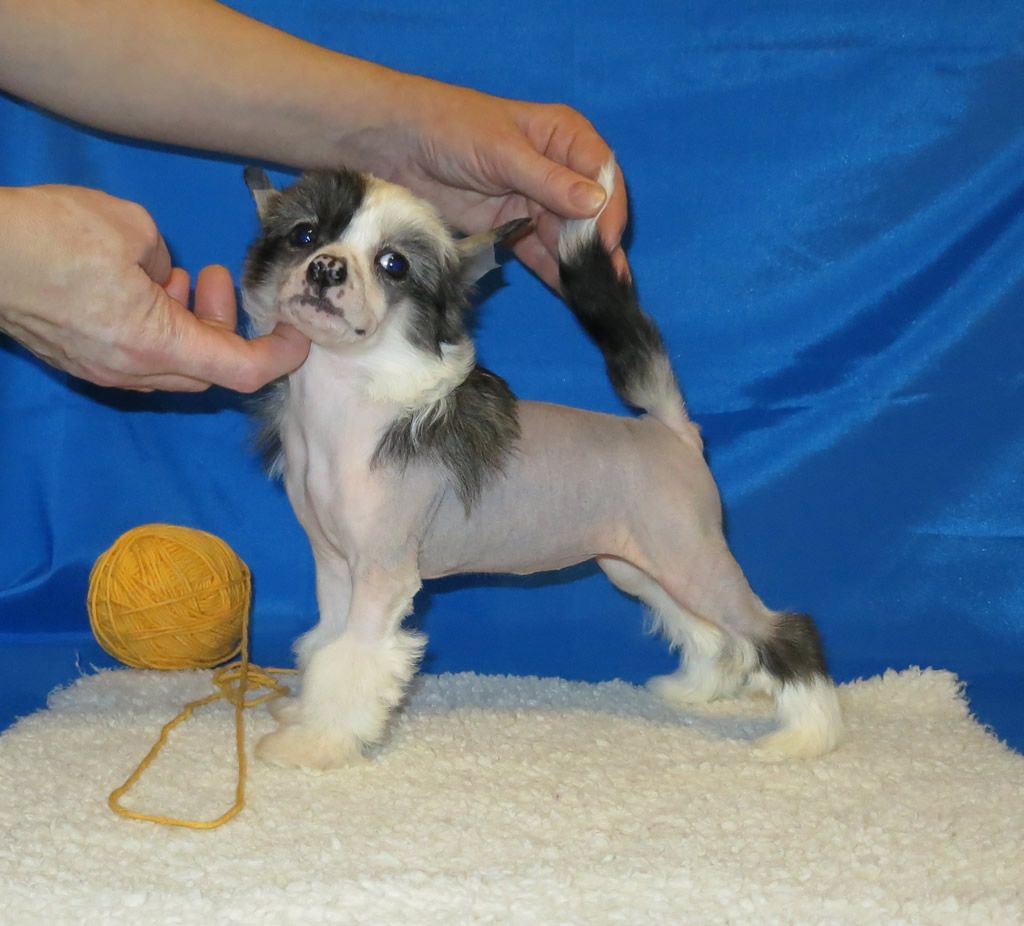 Vernisazh Mari Bosya Blitz