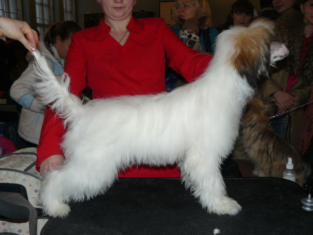 Shlyager ot  Volnogo Psa 