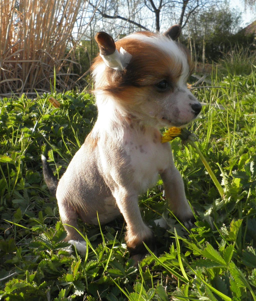 Arabica Coffe Dinkey Deluxe