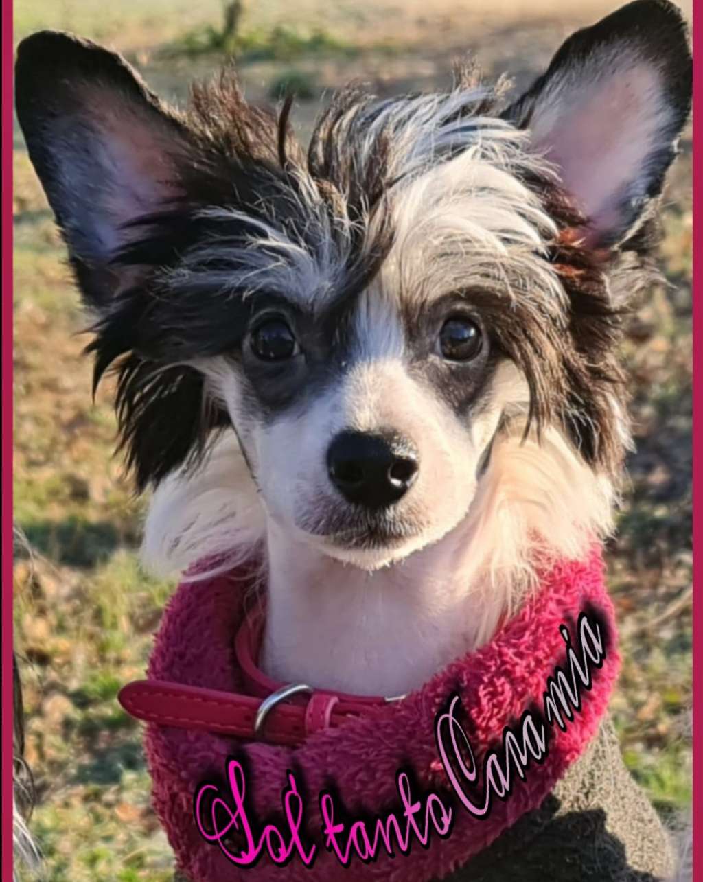 Sol'tanto  Sei-Cara-Mia