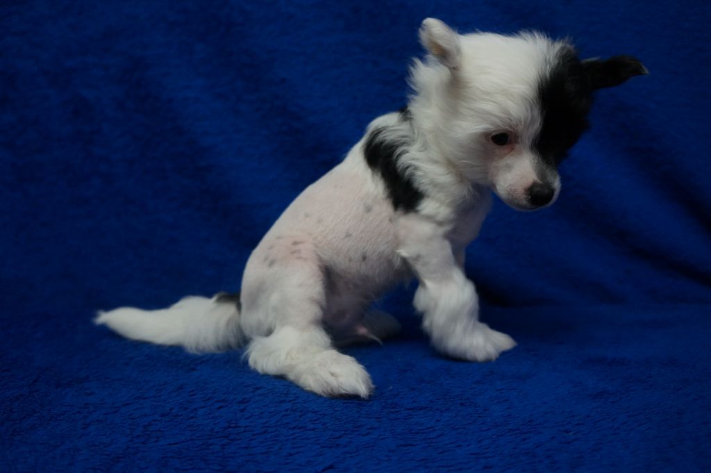 Beileys De Lux Aroma of Love