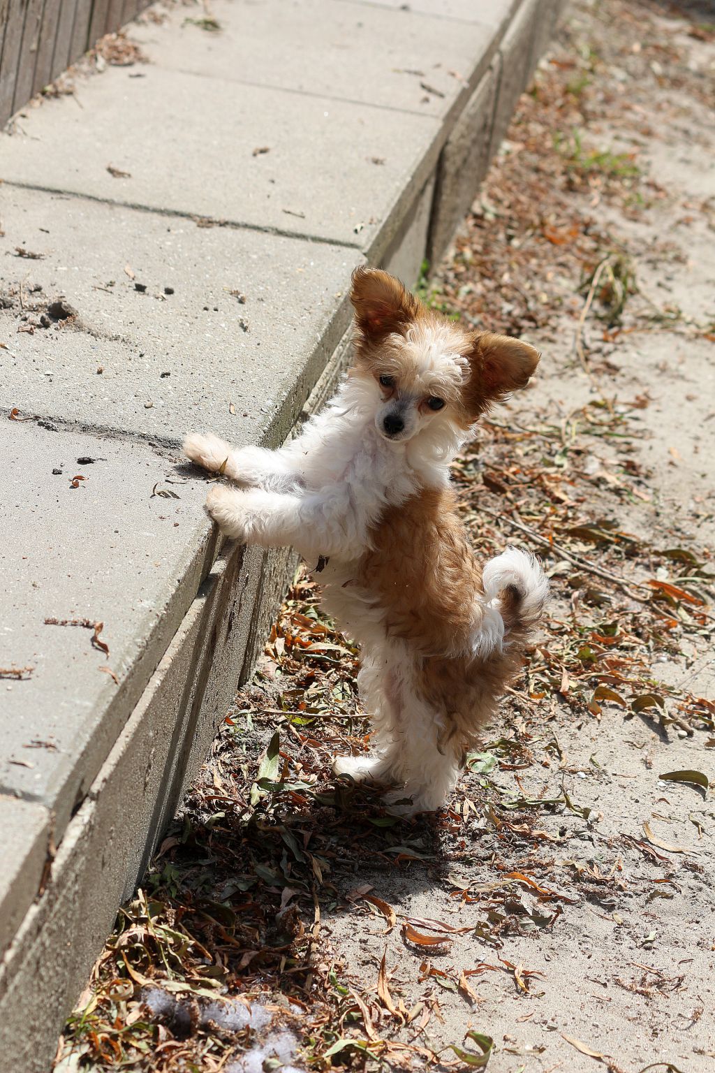 Qualified For Life Di China Latina