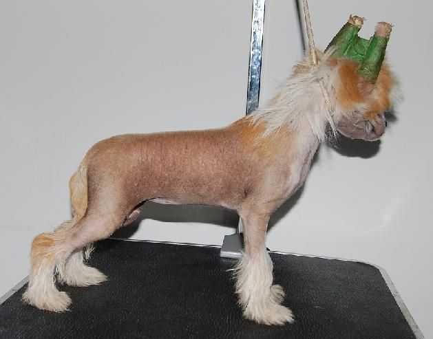 Crestyle Conspiracy Theory HL