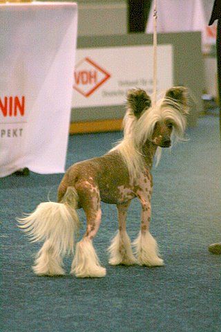 Yaquinas Action Spider Clifford