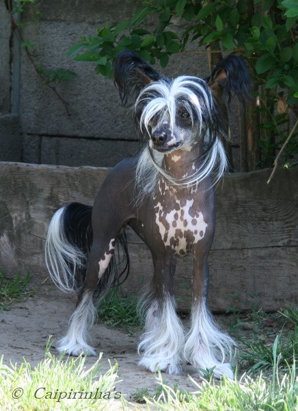 Déja Vu Naomii Dandy Mate