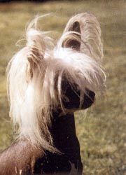 Tao Hua Du Gue De Launay