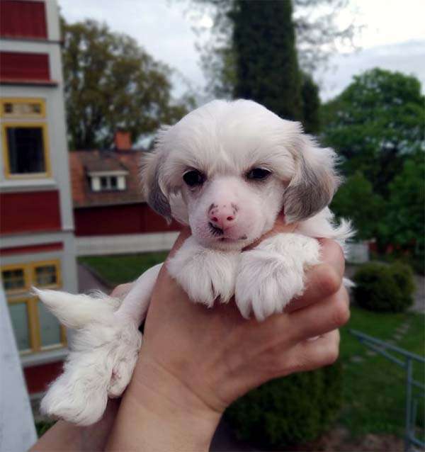 Bellatrix Luckycharm Orion