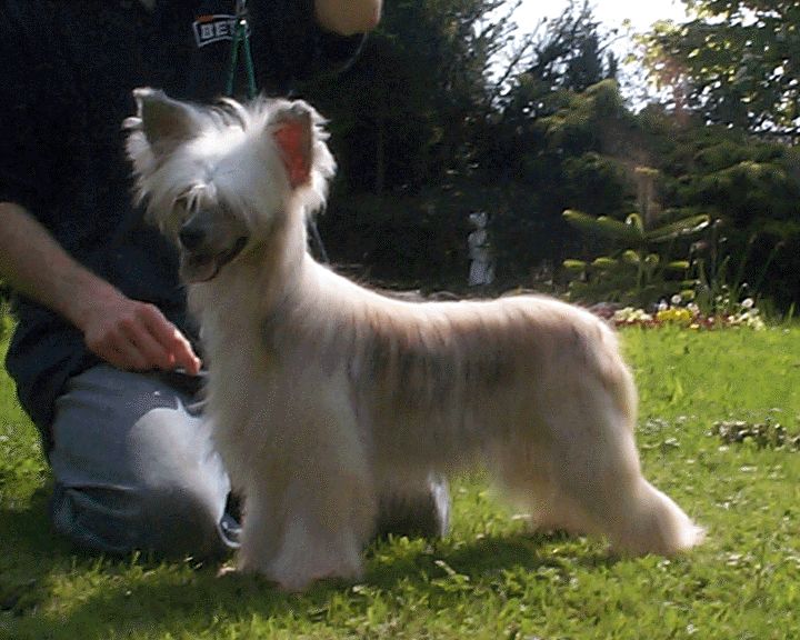 Blandora Bottled Blonde By Vanitonia